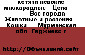 котята невские маскарадные › Цена ­ 18 000 - Все города Животные и растения » Кошки   . Мурманская обл.,Гаджиево г.